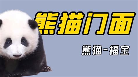 熊猫视频素材,其它视频素材下载,高清1920X1080视频素材下载,凌点视频素材网,编号:674408