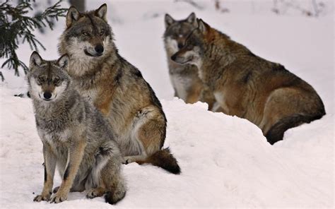 草原上巅峰对决：金雕攻击西伯利亚狼 - 神秘的地球 科学|自然|地理|探索