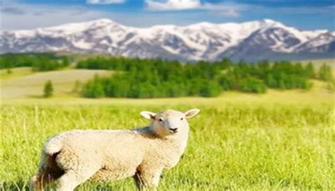 生肖羊是哪些年出生的 属羊的都是哪几年出生的-善吉网