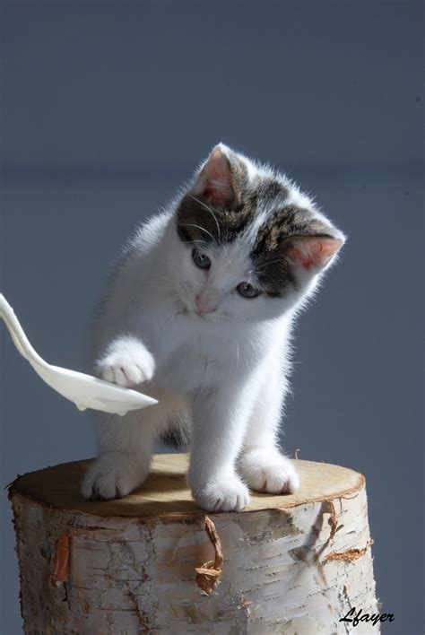户外淘气可爱的小猫咪,图片,壁纸,动物-6188美图