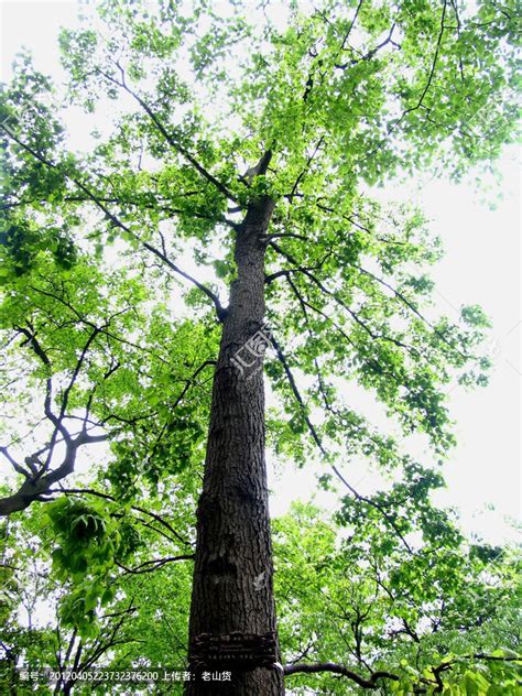 濒临灭绝！我国最大种质库对这个珍贵树种抢救性保存----中国科学院昆明植物研究所