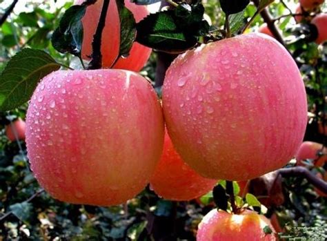 烟台红富士苹果苗市场行情 最新苹果苗批发报价-花木行情-中国花木网