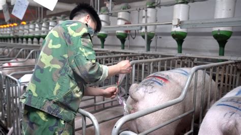 “试用期”后，他们找到了替代公猪的最好选择_技术推广_河南畜牧兽医信息网手机版