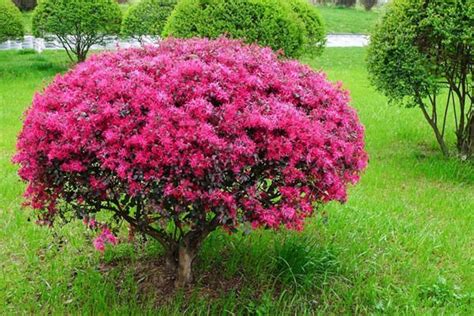 红花檵木的花瓣细长细长的，就像一条条紫红色的彩丝带-中国木业网
