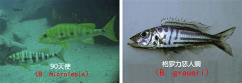 红鲷鱼食材静物图高清图片下载-正版图片501441392-摄图网