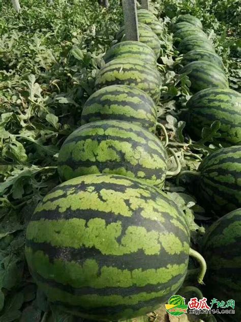 日韩西瓜1颗万元，而这里生产全球80%的西瓜，一斤该要多少钱？ - 知乎