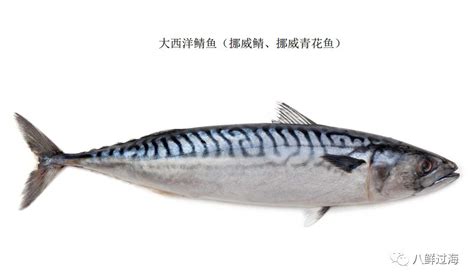 海青鱼图片营养价值,摆摊,海里_大山谷图库