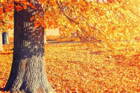 关于秋天的成语-关于秋天的成语,关于,秋天,成语 - 早旭阅读