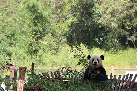 广州动物园熊猫-雅一图片浏览-广州动物园熊猫-雅一图片下载 - 酷吧图库
