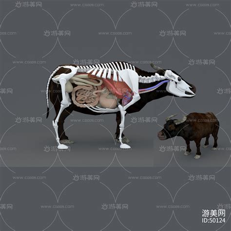 牛的骨骼及关节解析图,分布图,牦牛_大山谷图库