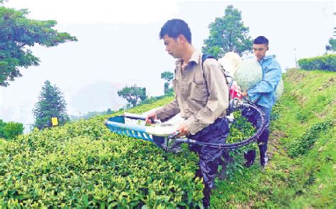 梅州推广富硒茶栽培新技术 每亩茶叶增收5000元以上-广东省农业农村厅网站