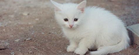 白色的小母猫取什么名字好 教你养猫技巧及注意事项_知秀网