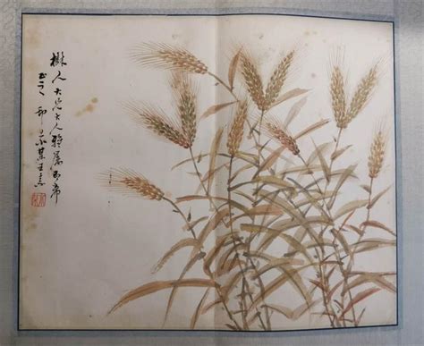 稻、黍、稷、麦、菽 、麻：中国5000年的五谷文明和冠以“胡番洋”的外来作物 | 说明书网
