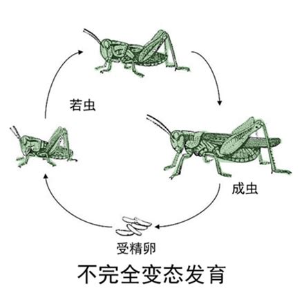 上海教育新闻网：上师大青年教师发现昆虫新物种 命名“海南缺翅虫”