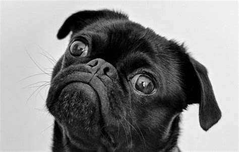 黑色的狗狗品种有哪些（这7种“黑色”狗狗霸气十足） - 胖萌舍宠物网