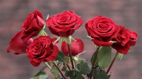 红玫瑰的传说 红玫瑰的花语_齐家网