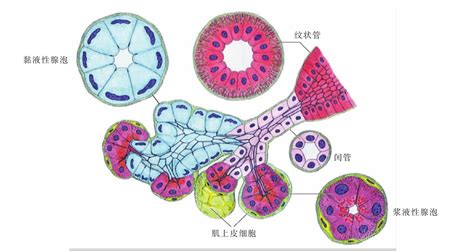 图350 各种腺泡与导管模式图-基础医学-医学
