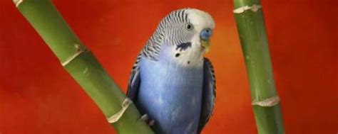 珍达锥尾鹦鹉哪种叫声好听-珍达锥尾鹦鹉吃什么饲料-珍达锥尾鹦鹉是保护动物吗