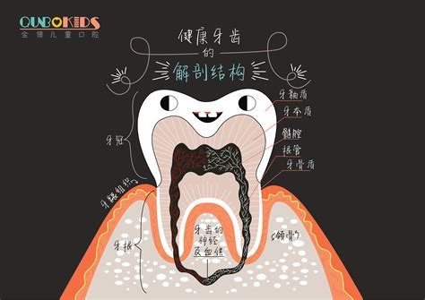 牙齿解剖图|插画|儿童插画|Z31199691 - 原创作品 - 站酷 (ZCOOL)