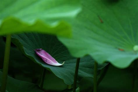 【花开花落摄影图片】北京植物园生活摄影_太平洋电脑网摄影部落
