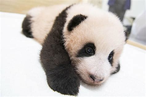 韩媒：在韩国降生的首只大熊猫宝宝取名为“福宝” 近照曝光