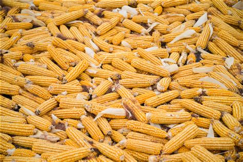 2021玉米价格最新行情：8-9月份玉米价格如何？能涨吗？附今天最新价格！ | 仓筹网