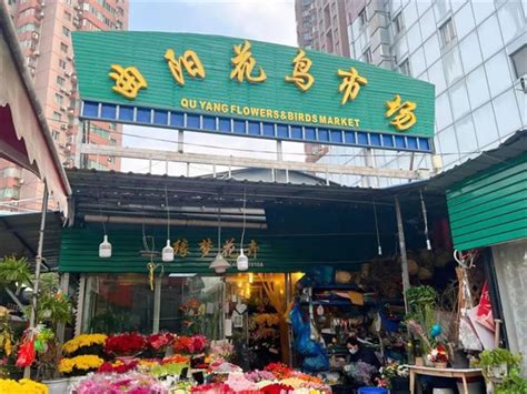 逛遍南京最大的花鸟鱼虫市场，最后我们发现……