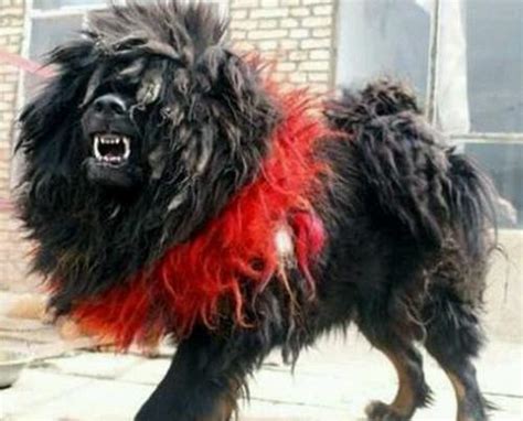 世界上最凶猛最厉害的狗，中国鬼獒最残暴凶猛_巴拉排行榜