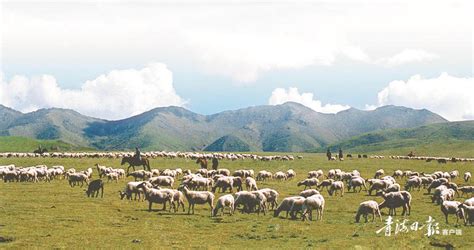 新疆天山草原草场牧区牧业牲畜高清图片下载-正版图片501341156-摄图网