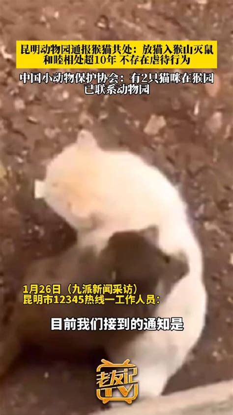 中国小动保关注猴子疑似虐猫事件 昆明动物园：猴猫和睦相处超10年_新浪新闻