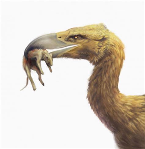 远古凶猛大鸟成顶级掠食者：高达3米钩状巨嘴