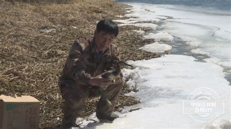 长白山保护中心救助放生国家二级保护动物赤颈䴙䴘-中国吉林网