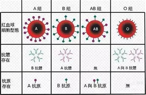 血型配对表图 两个b型血能生出o型血吗 - 第一星座网