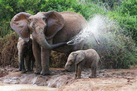 大象图片_一头大象在喝水和洗澡素材_高清图片_摄影照片_寻图免费打包下载