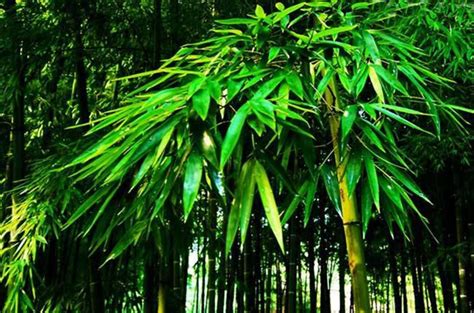 优秀的庭院观赏竹及配植方法-种植技术-中国花木网