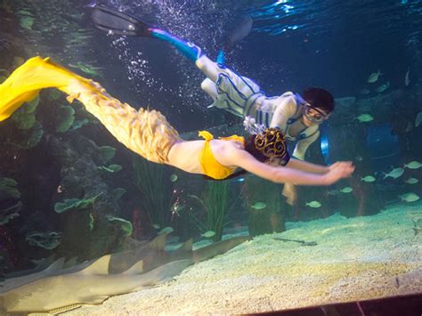 2024【人鱼童话】是这里最震撼人心的秀，数条美人鱼在海底上演着童话般的故事。⬇乐园内最大的餐厅【沙塔餐厅】_上海海昌海洋公园-评论-去哪儿攻略