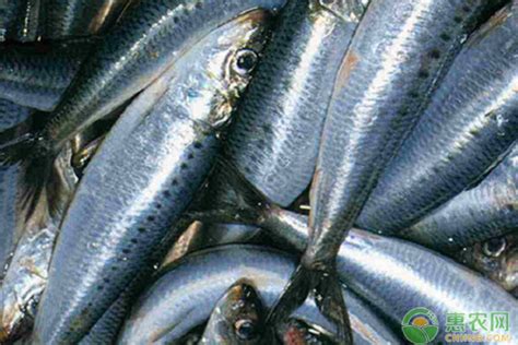 鲭鱼和沙丁鱼的区别 - 惠农网