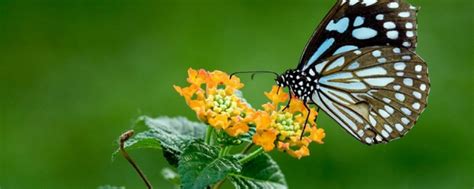 花上美丽的蝴蝶吃花蜜高清图片下载-正版图片503806482-摄图网