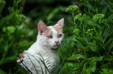 一只美丽的白猫在草丛中的肖像高清图片下载-正版图片504284077-摄图网