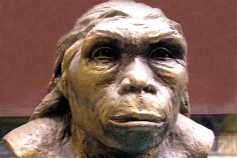 New dating of Homo erectus skull reclassifies Lantian Man as oldest ...