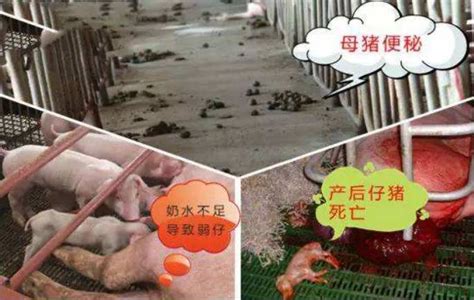 如何有效防治夏季母猪厌食症？__凤凰网