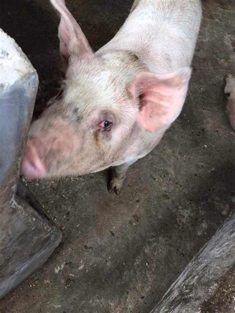 猪斤,1000斤猪,200斤猪_文秘苑图库
