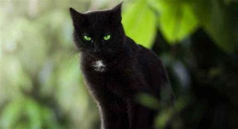 养猫的诡异禁忌黑猫：养猫的人注意了_知秀网