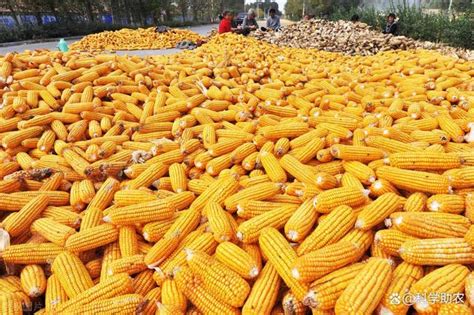 2018最新玉米价格都在这！快来看看你家的玉米能买多少钱！