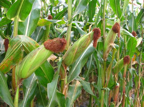玉米种子的结构 - 农村致富网