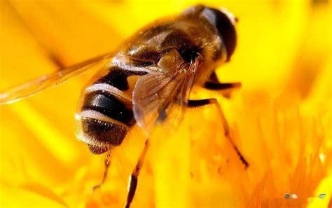 蜜蜂的外形特征和习性_养蜂_蜂群_工蜂