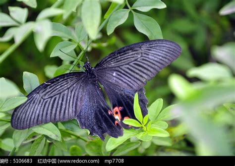 绿叶上的黑蝴蝶高清图片下载_红动中国