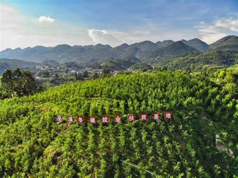 重庆巫溪探索现代山地特色高效农业发展路径|集体经济|重庆市_新浪新闻