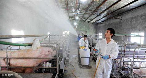 猪场冬季消毒与环境安全「上」_养猪知识_中国保健养猪网