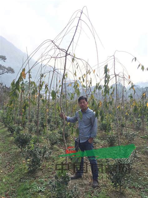 洪钎李：国内垂枝樱花批量生产第一人 园林资讯